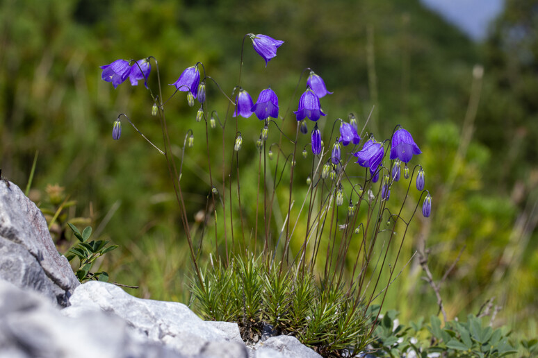 La Campanula bergomensis cresce solo in poche valli nei pressi della città di Clusone, in provincia di Bergamo (fonte: Università degli Studi di Milano - Università di Siena) -     RIPRODUZIONE RISERVATA