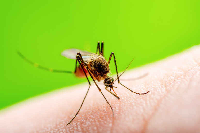 Febre do Oropouche é causada por vírus transmitido por picada de mosquito - TODOS OS DIREITOS RESERVADOS