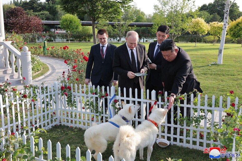 Kim Jong-un presenteou Vladimir Putin com dois cachorros © ANSA/AFP