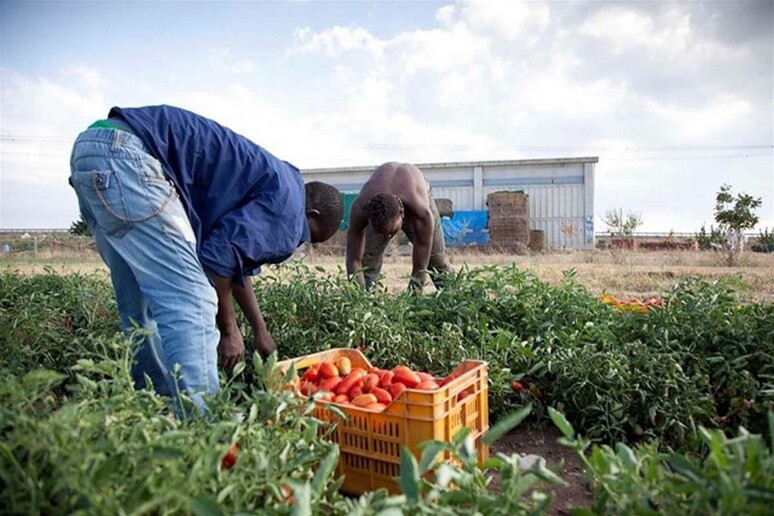 Sindacati alla Regione, contro caporalato serve più confronto - RIPRODUZIONE RISERVATA