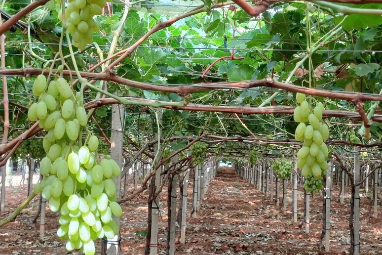 uva da tavola a "Regina di Puglia" - RIPRODUZIONE RISERVATA