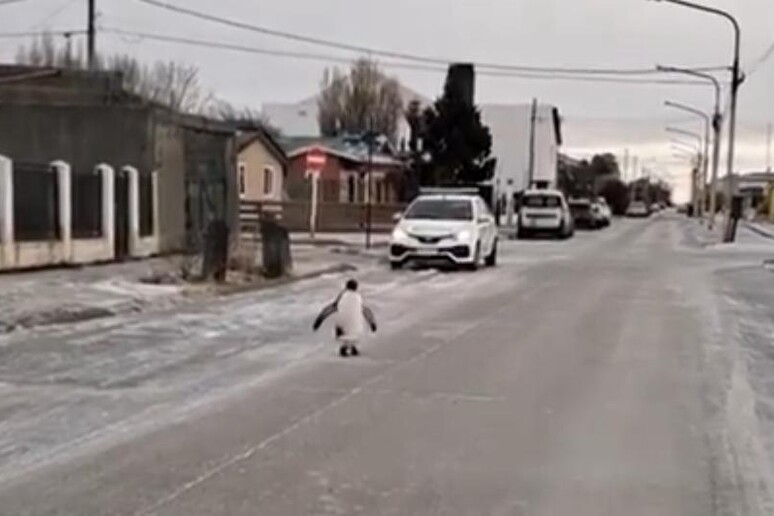 Un pingüino camina por las calles de Río Grande, en la Tierra del Fuego argentina, que sufre una ola de frío polar. - TODOS LOS DERECHOS RESERVADOS