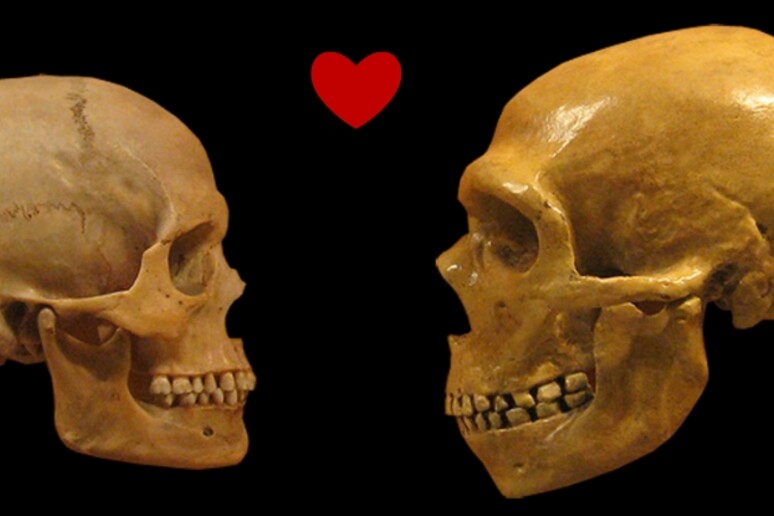 Da sinistra: un teschio di Homo sapiens e uno di uomo di Neanderthal (fonte: hairymuseummatt/DrMikeBaxter/Wikimedia Commons/CC BY-SA 2.0/Canva Pro) - RIPRODUZIONE RISERVATA