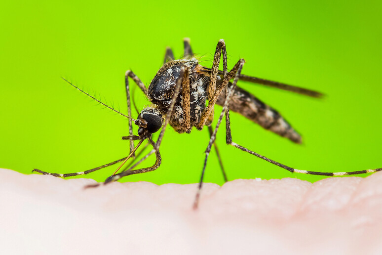 Mosquito-pólvora, transmissor da oropouche, não habita o continente europeu - TODOS OS DIREITOS RESERVADOS