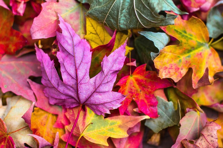 il 22 settembre, alle 14,44 ora italiana, arriva l’equinozio d’autunno (fonte: pixabay) - RIPRODUZIONE RISERVATA