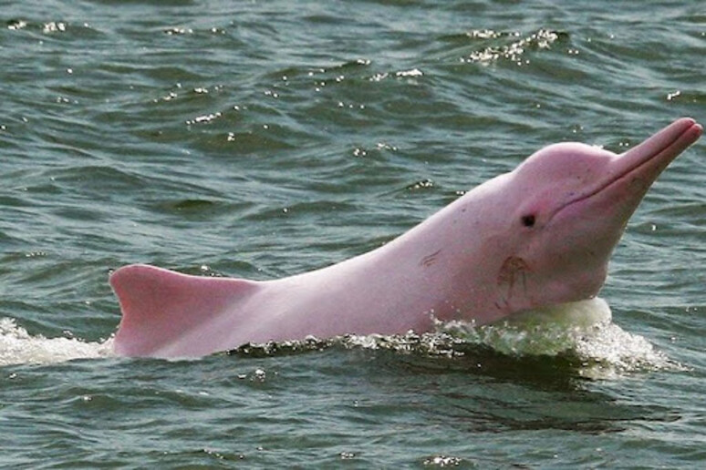 Los delfines rosados de los ríos amazónicos, amenazados por el calentamiento global. - TODOS LOS DERECHOS RESERVADOS