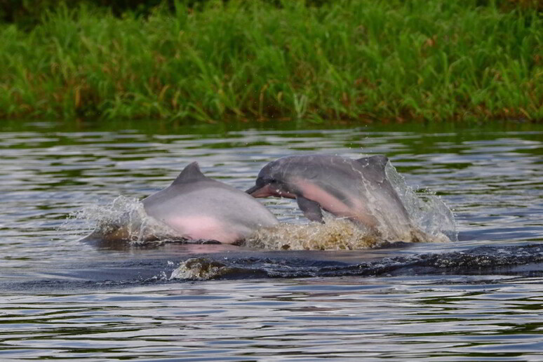 Botos-vermelhos no Lago Tefé, na Amazônia © ANSA/Miguel Monteiro/Instituto Mamirauá